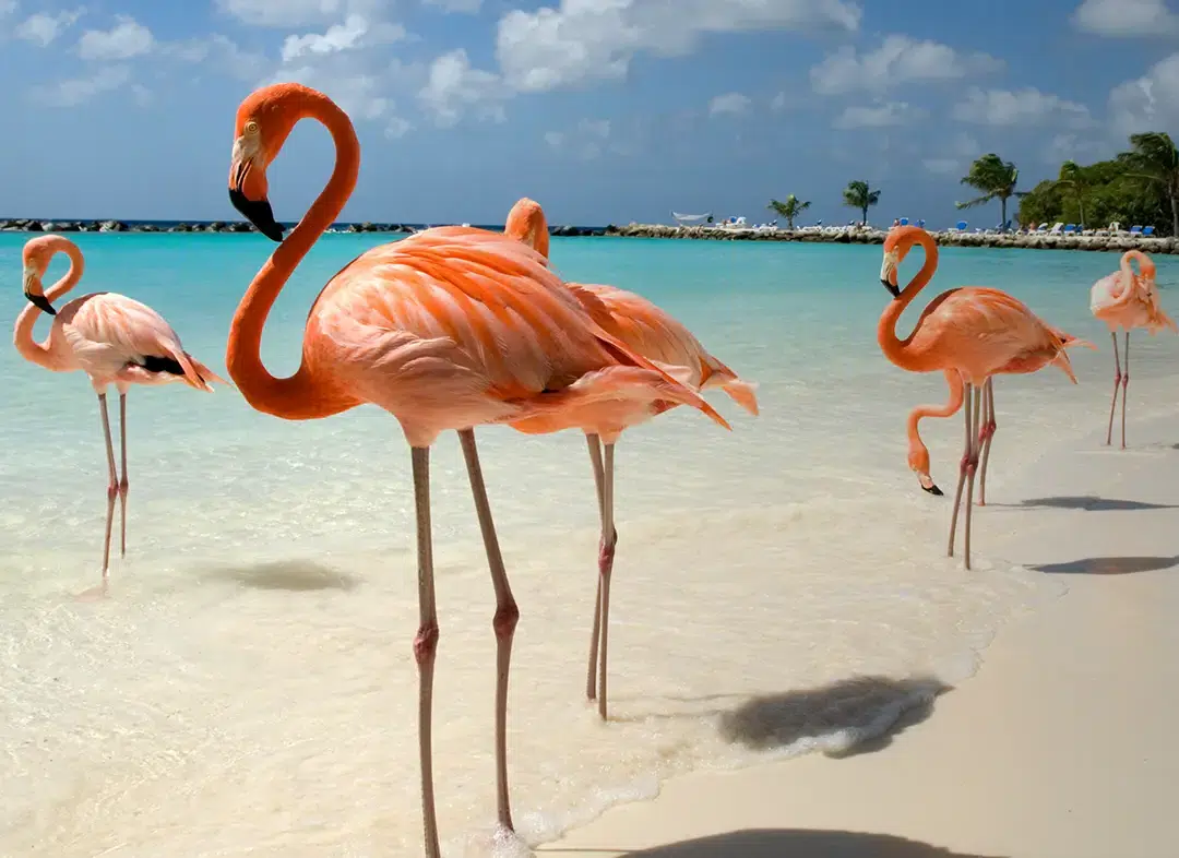 האי הולבוש – Isla Holbox