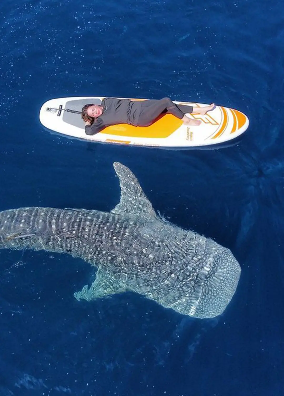 Swimming with Whale Sharks Isla Mujeres