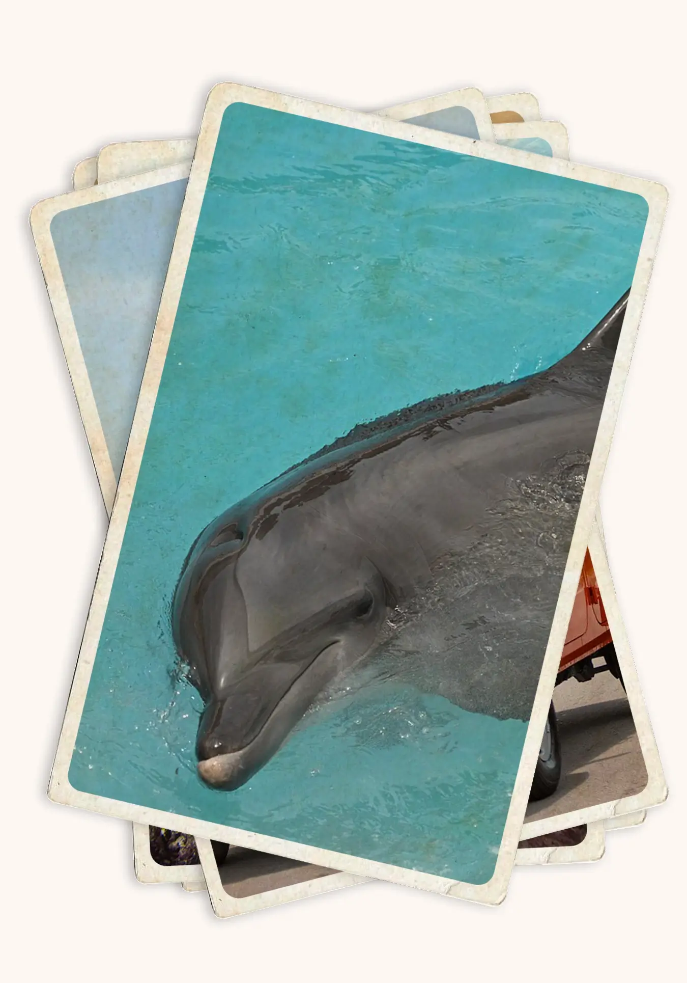 Dolphins Cozumel